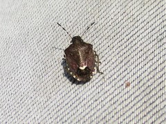 Holcostethus sphacelatus