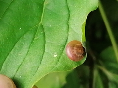 Littorina obtusata