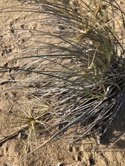 Spinifex