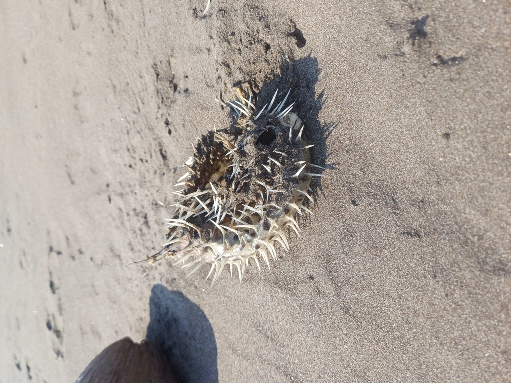 Balloonfish