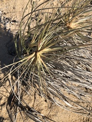 Spinifex