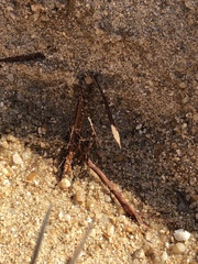 Cyperus pedunculatus