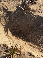 Cyperus pedunculatus