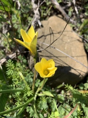 Romulea flava flava