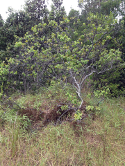 Santalum paniculatum