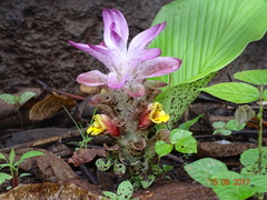 Curcuma pseudomontana