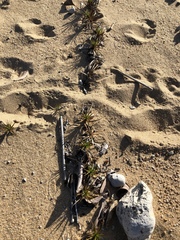 Cyperus pedunculatus