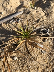 Cyperus pedunculatus