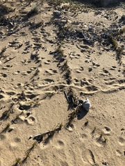 Cyperus pedunculatus