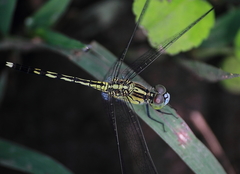 Diplacodes trivialis