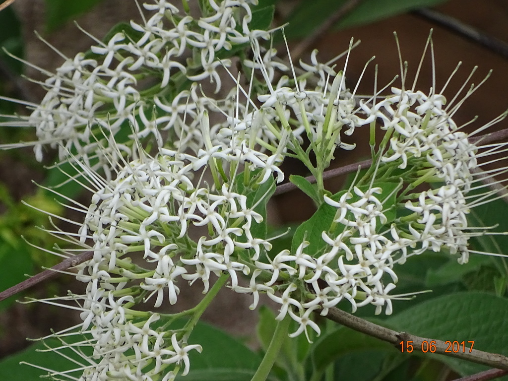 Pavetta siphonantha