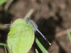 Diplacodes trivialis