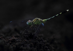 Diplacodes trivialis