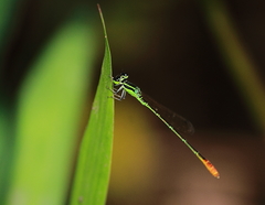 Agriocnemis femina