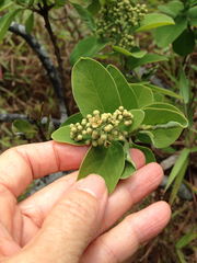Santalum paniculatum