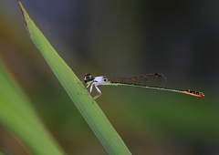 Agriocnemis femina