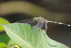 Orthetrum sabina