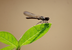Libellago lineata
