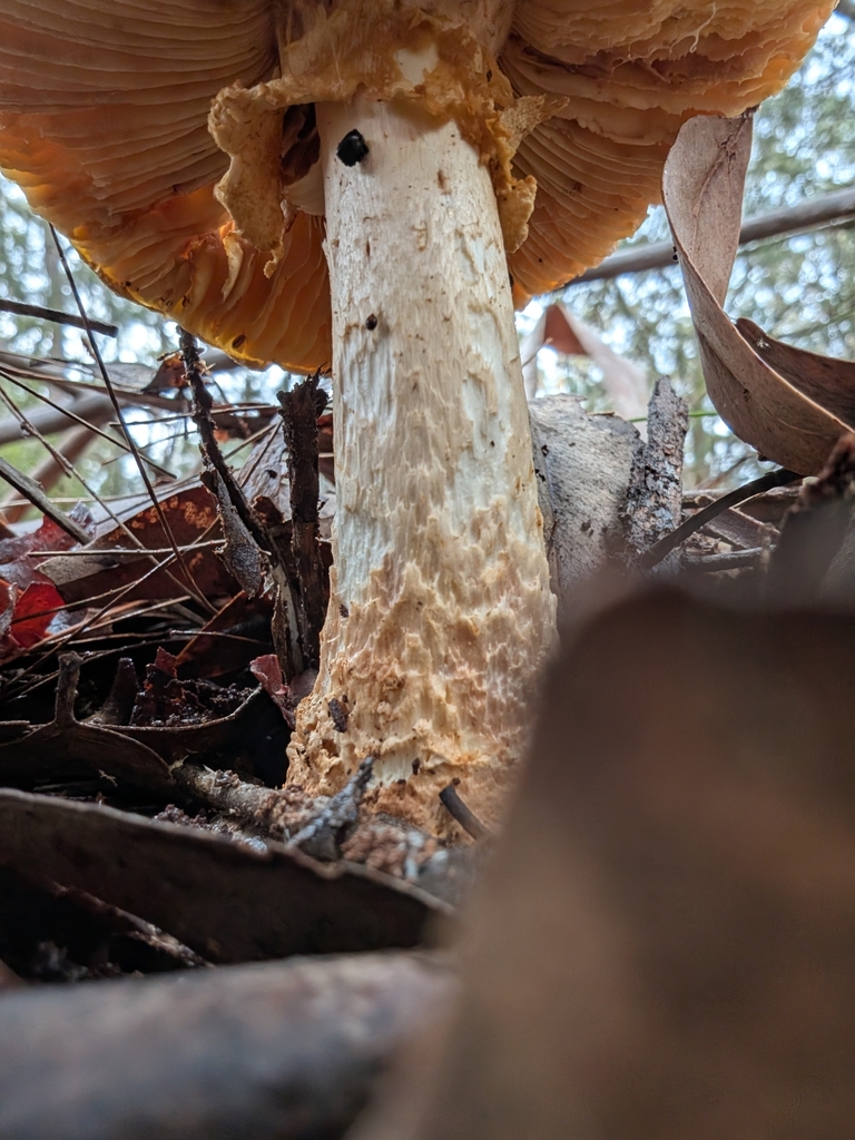 Amanita ochrophylla · February 2025 · photo: © teacay (iNaturalist, cc-by-nc)