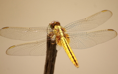 Crocothemis servilia
