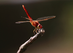 Crocothemis servilia