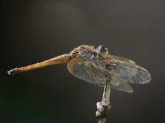 Crocothemis servilia