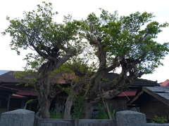 Ficus microcarpa microcarpa