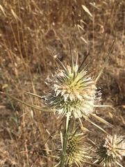 Dipsacus comosus