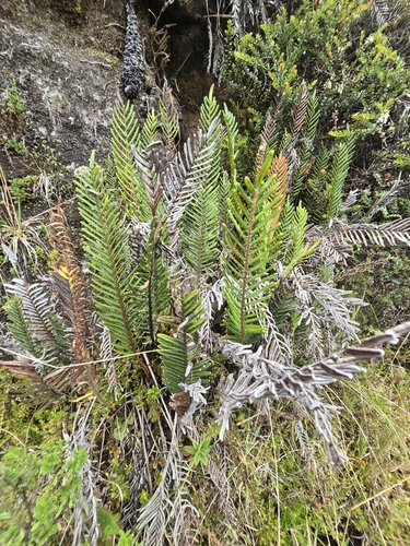 Lomariocycas aurata (Lomariocycas aurata)