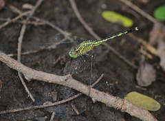 Diplacodes trivialis