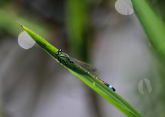 Ischnura senegalensis