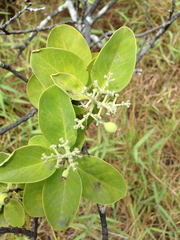 Santalum paniculatum