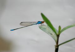 Pseudagrion rubriceps