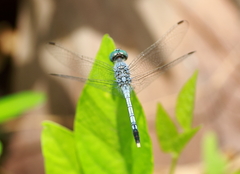 Diplacodes trivialis