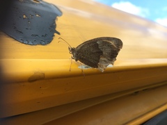 Maniola jurtina