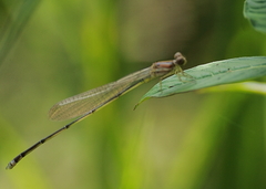 Pseudagrion pilidorsum declaratum