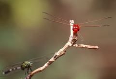 Crocothemis servilia