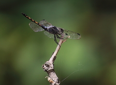 Potamarcha congener