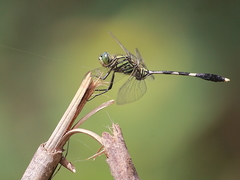 Orthetrum sabina