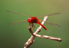 Crocothemis servilia