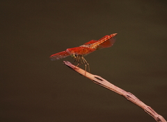 Brachythemis contaminata