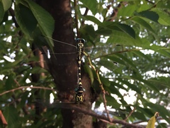 Lamelligomphus ringens