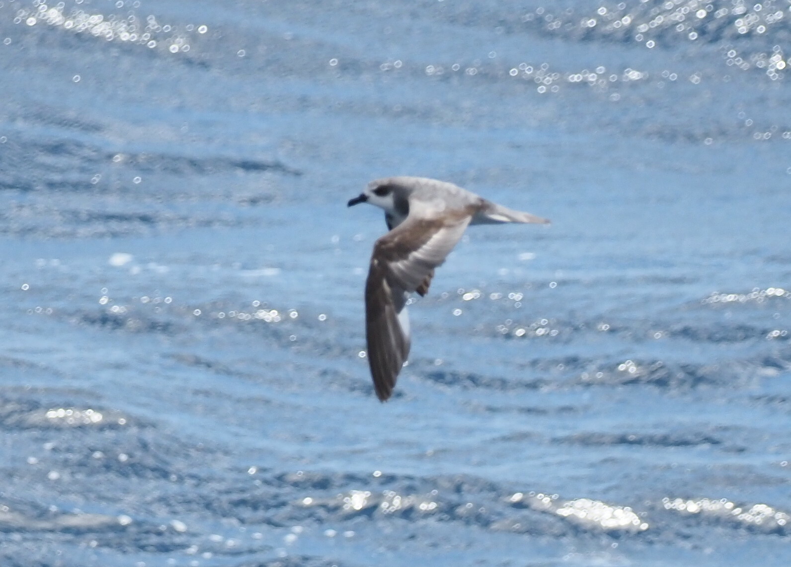 Masatierra Petrel illustration