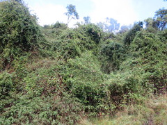 Passiflora pinnatistipula