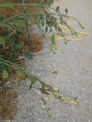 Nicotiana glauca