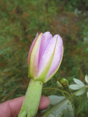 Passiflora pinnatistipula