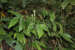 Arisaema penicillatum