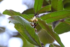 Sideroxylon cartilagineum