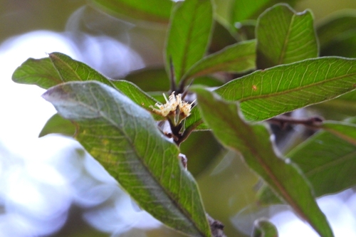Sideroxylon cartilagineum, photograph 1