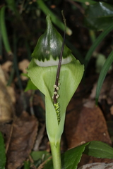 Arisaema penicillatum